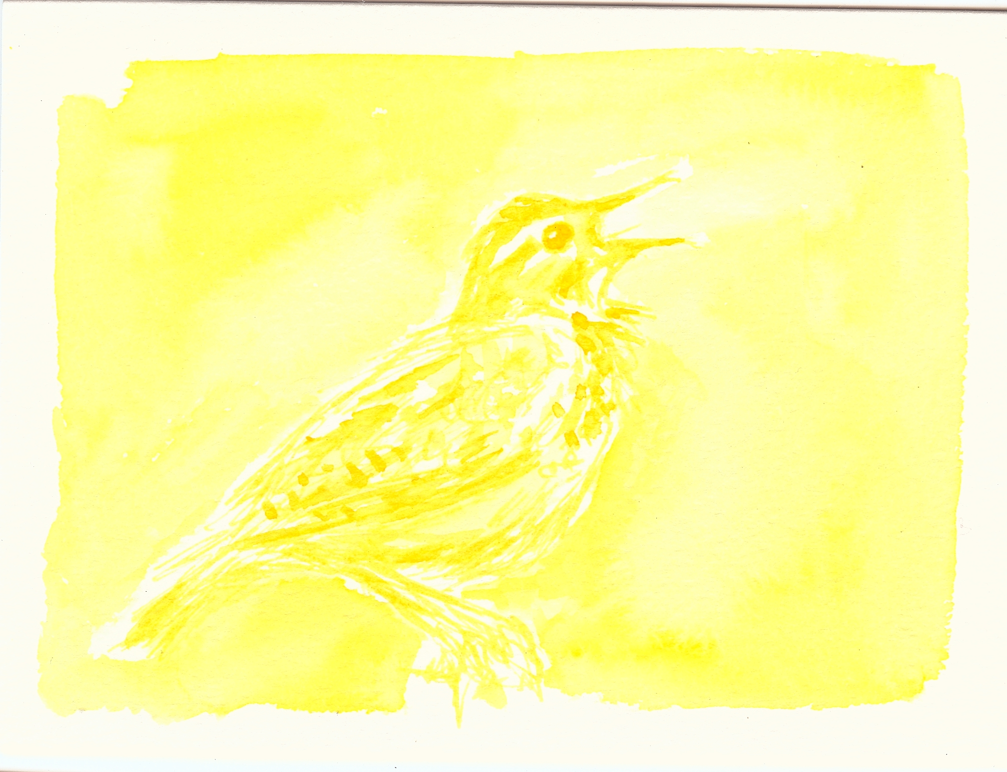 Meadowlark by Summer Lee, 2012. watercolor on paper